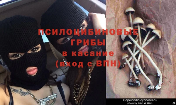твердый Аркадак