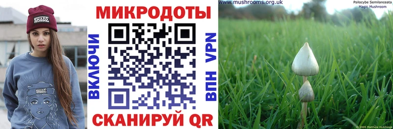 Галлюциногенные грибы Psilocybe Урус-Мартан